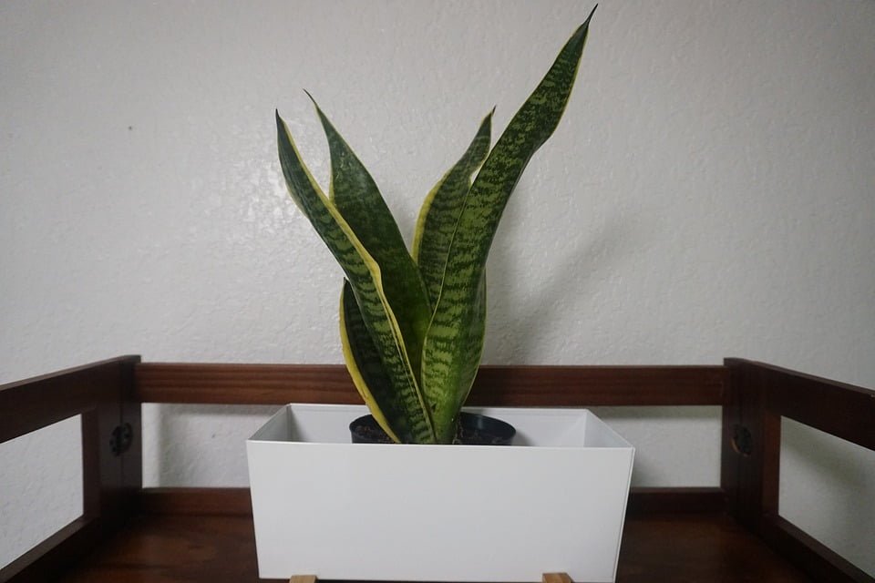 The Ultimate Guide to Snake Plant: Care, Benefits, Feng Shui, and Varieties The Ultimate Guide to Snake Plant: Care, Benefits, Feng Shui, and Varieties