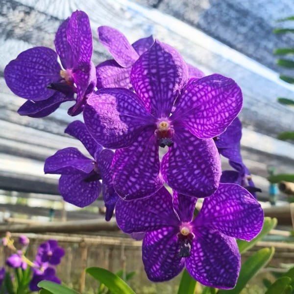 Vanda blue orchid
