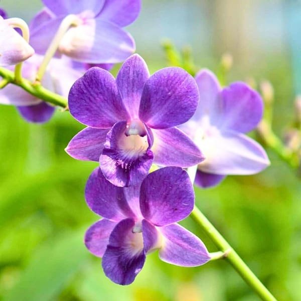 Image of blue orchid