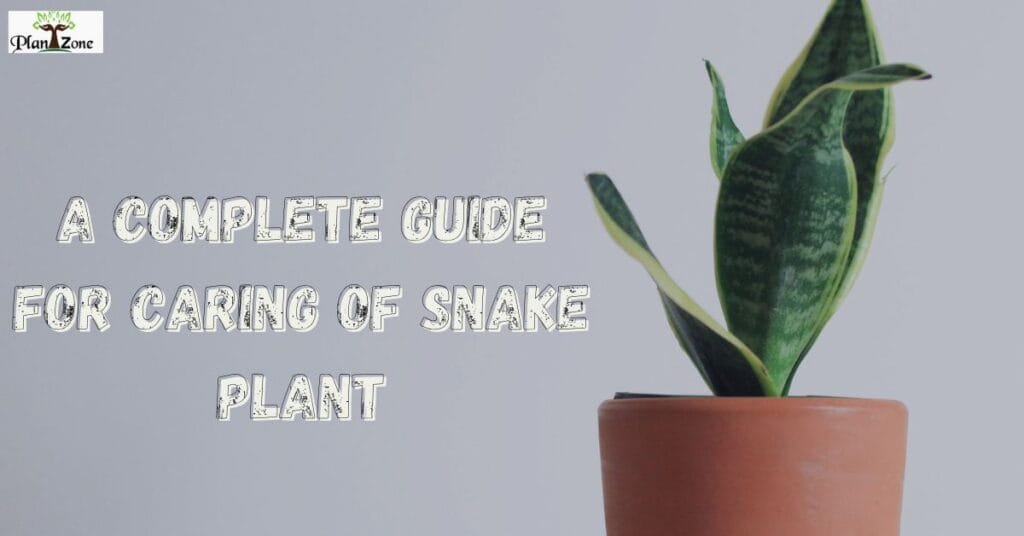 A Complete Guide for Caring of Snake Plant
