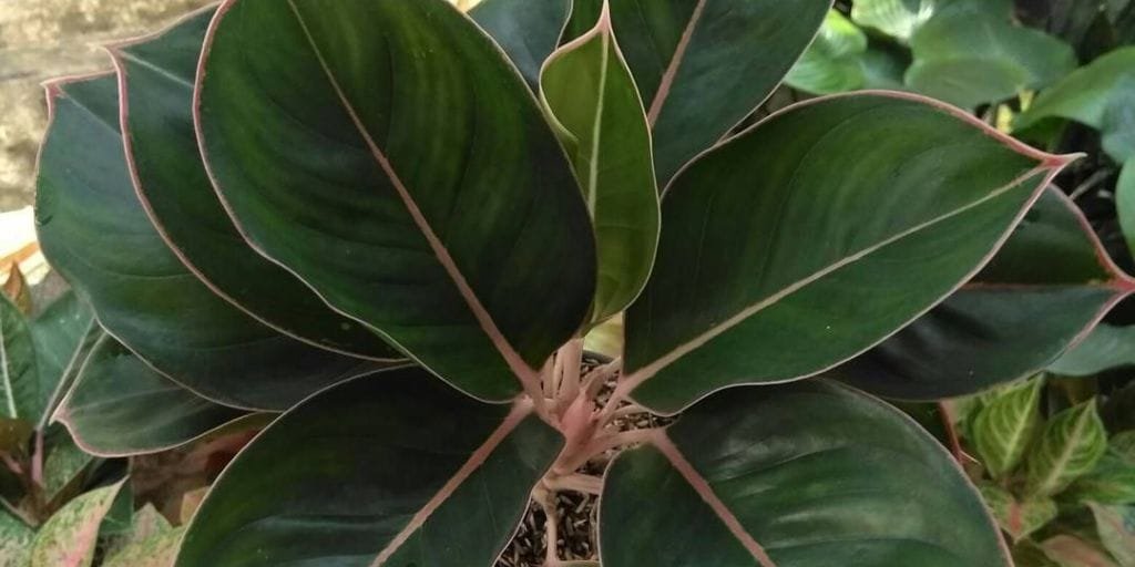 Aglaonema Black Lipstick