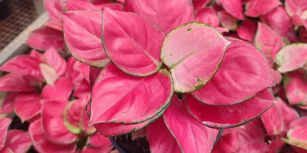 Aglaonema Pink Anjamani