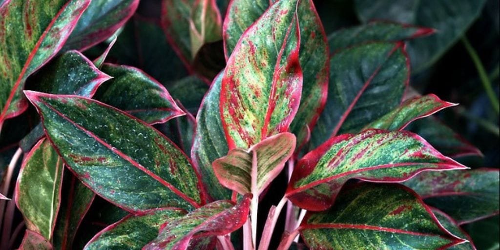 Aglaonema Red Lipstick Plant