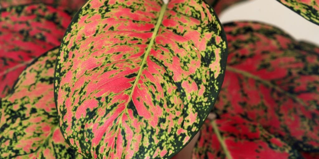 Aglaonema Red Ruby