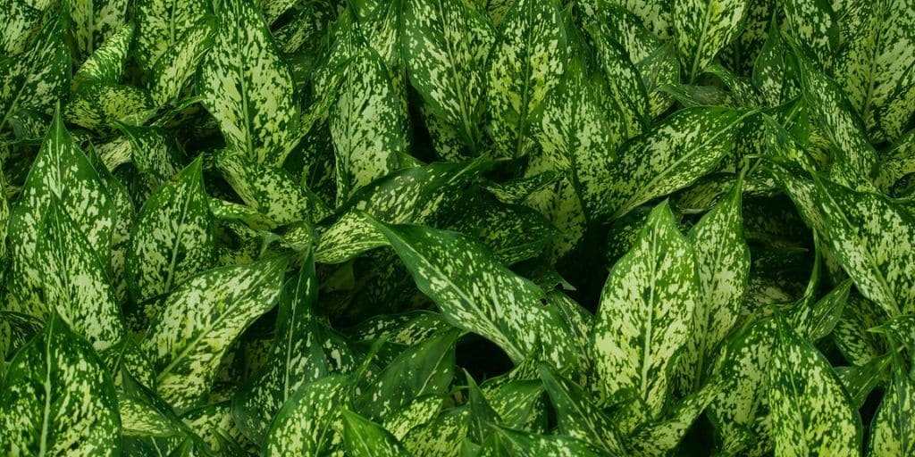 Aglaonema Snow White Plant Leaves