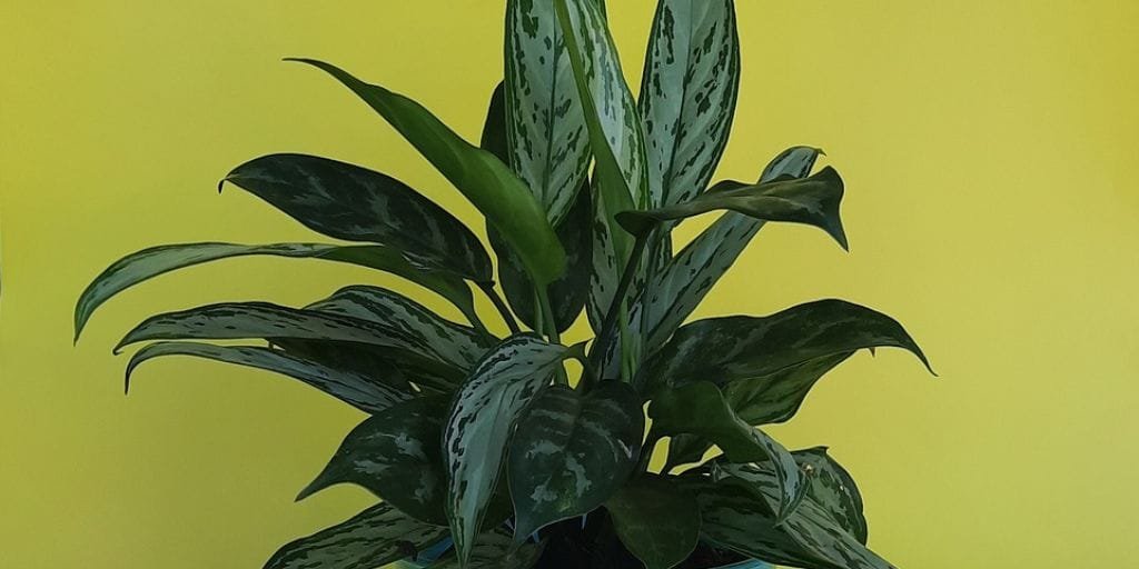 Aglaonema Tigress
