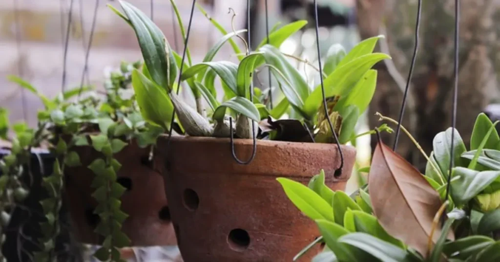 Best Plants for Home