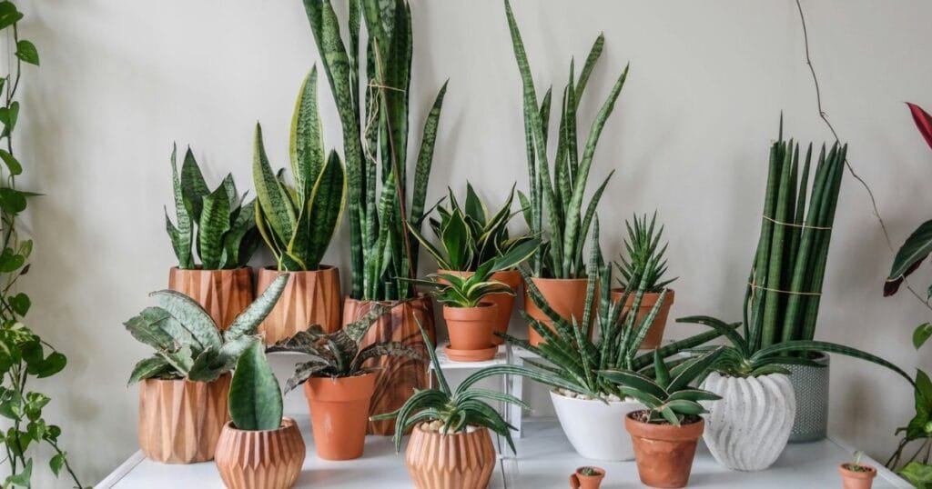 A Complete Guide for Caring of Snake Plant