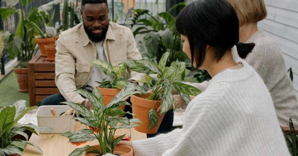 People enjoying Aglaonema plant potting
