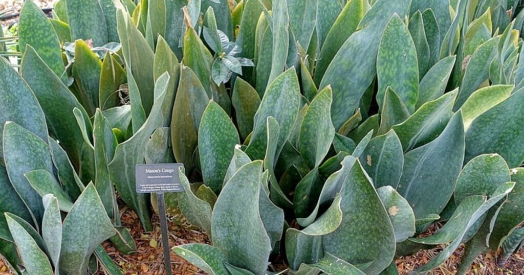 Transform Your Home With Sansevieria Dracaena Masoniana