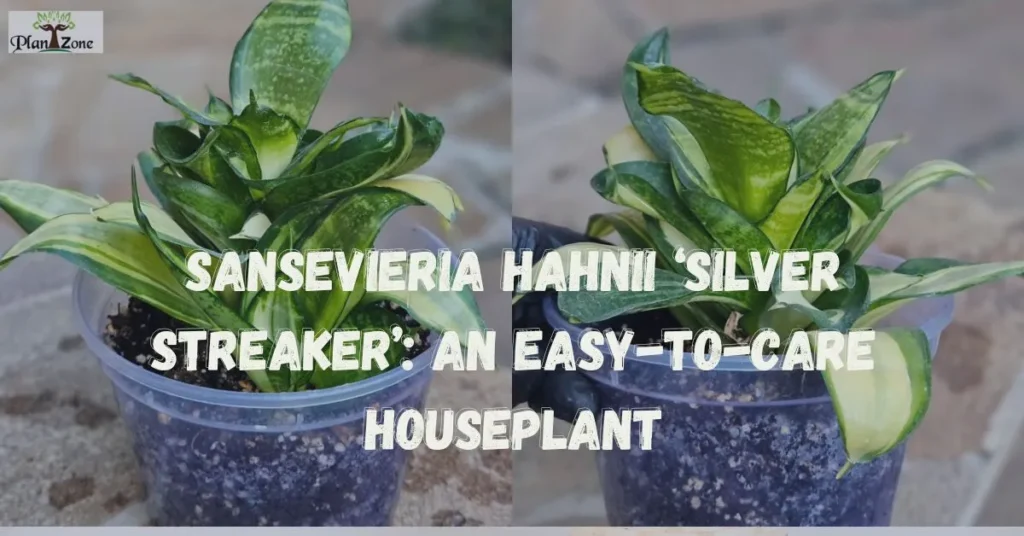 Sansevieria Hahnii ‘Silver Streaker’: An Easy-to-Care Houseplant