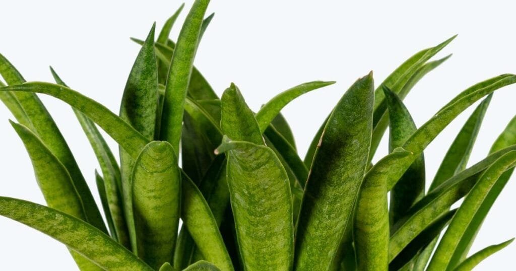 Sansevieria Lilliput: A Small Plant with Big Benefits