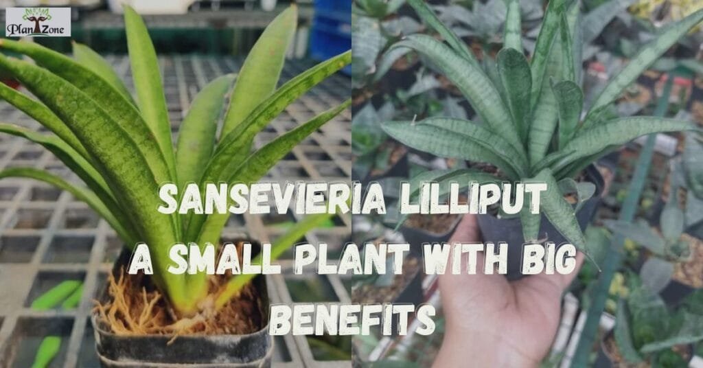 Sansevieria Lilliput: A Small Plant with Big Benefits