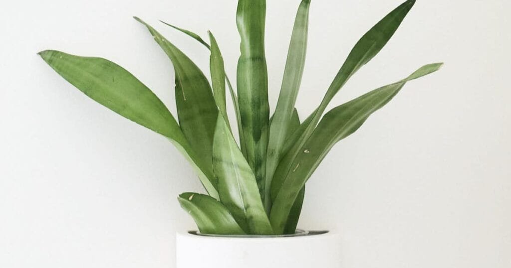 Sansevieria Moonshine: Perfect for Homes & Plant Lovers