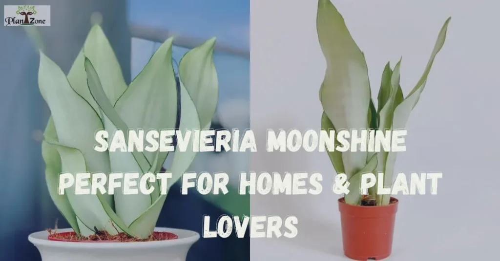 Sansevieria Moonshine: Perfect for Homes & Plant Lovers