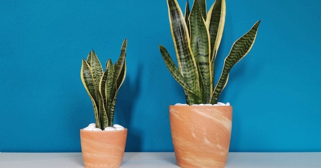Snake Plant As Per Vastu: Health, Happiness, and Harmony