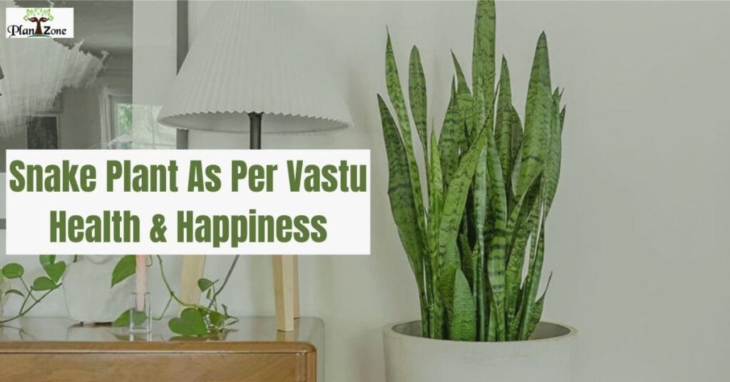 Snake Plant As Per Vastu: Health, Happiness, and Harmony