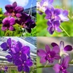 Image of Ultimates Blue orchid
