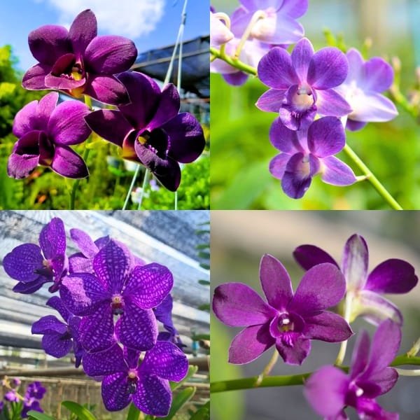 Image of Ultimates Blue orchid