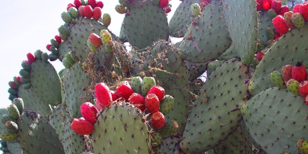 red spider mites on cactus