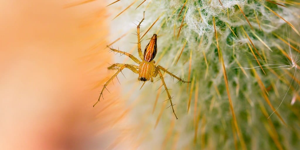 red spider mites on cactus