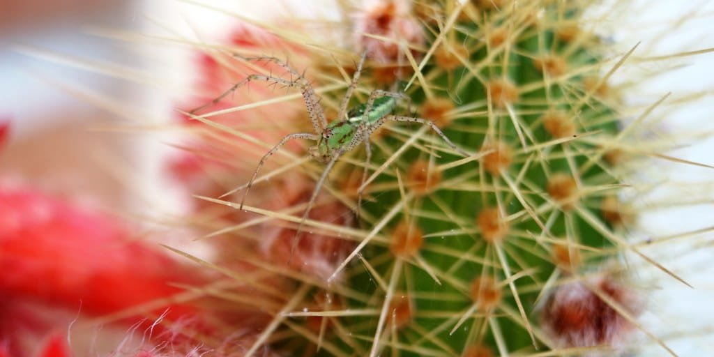 red spider mites