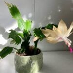 Image of peach christmas cactus