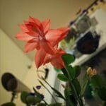 Image of Orange christmas cactus