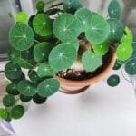 Stephania Erecta Plant