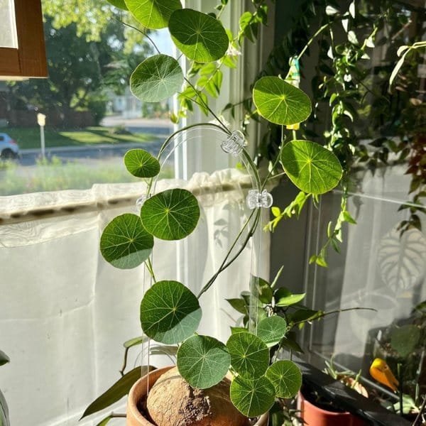 Image of Stephania Erecta Plant