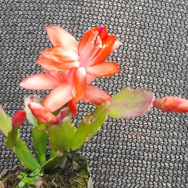 Image of Orange christmas cactus