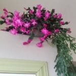 Image of Magenta Christmas Cactus