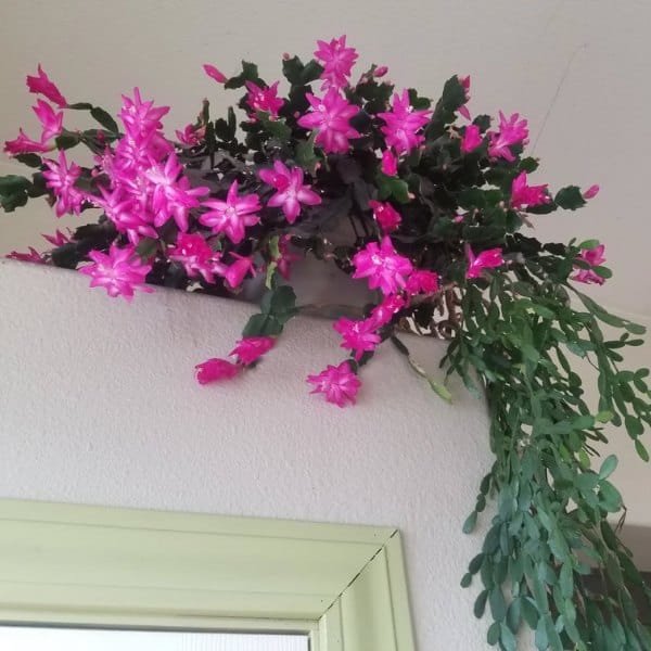 Image of Magenta Christmas Cactus