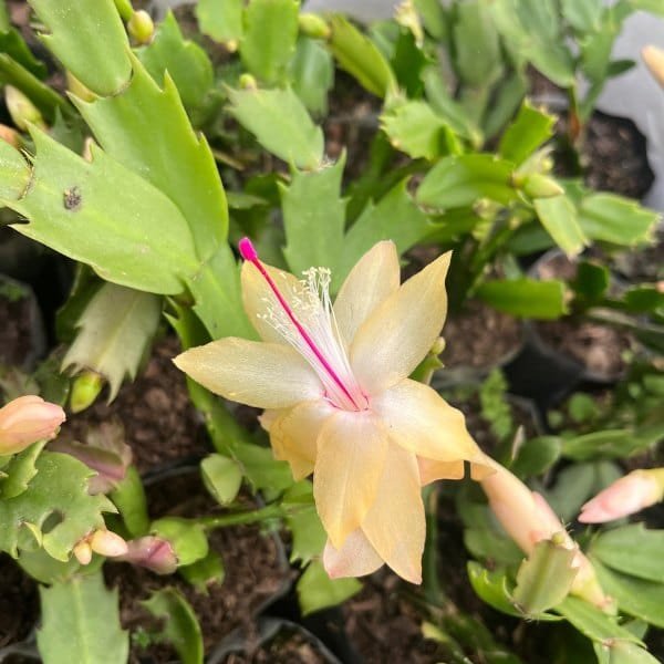 Image of peach christmas cactus