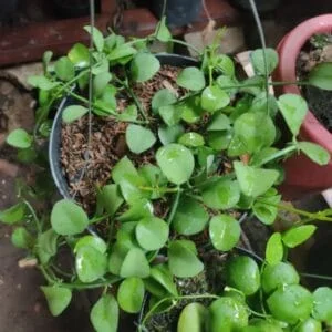Hoya Dischidia Plant - Image 2
