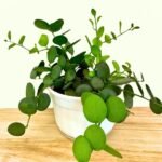 Dollar Plant