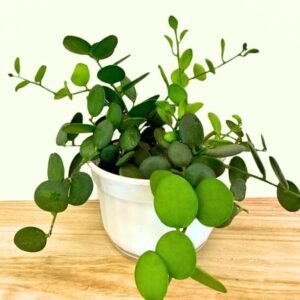 Image of Dollar Plant