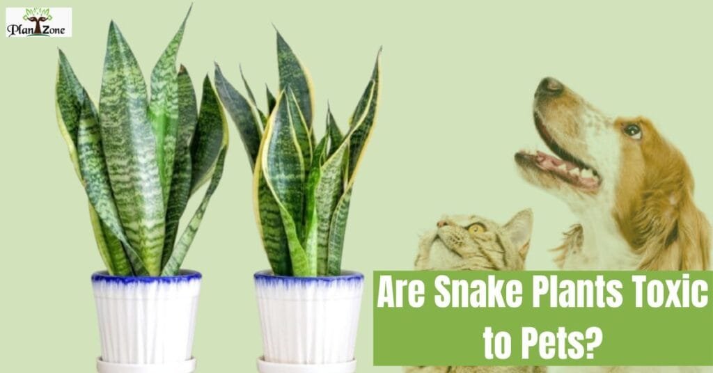 Are Snake Plants Toxic to Pets?