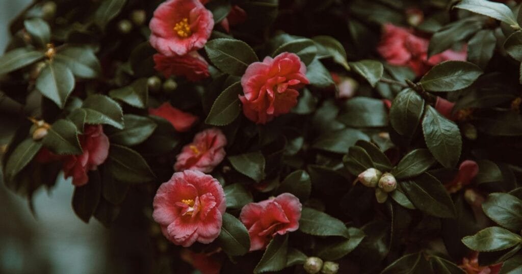 Camellia Flowering Plant