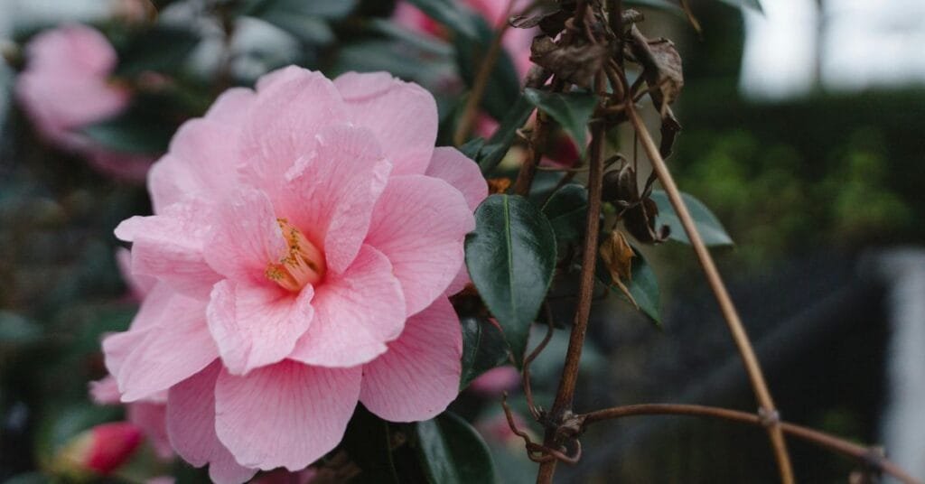 Camellia Plant