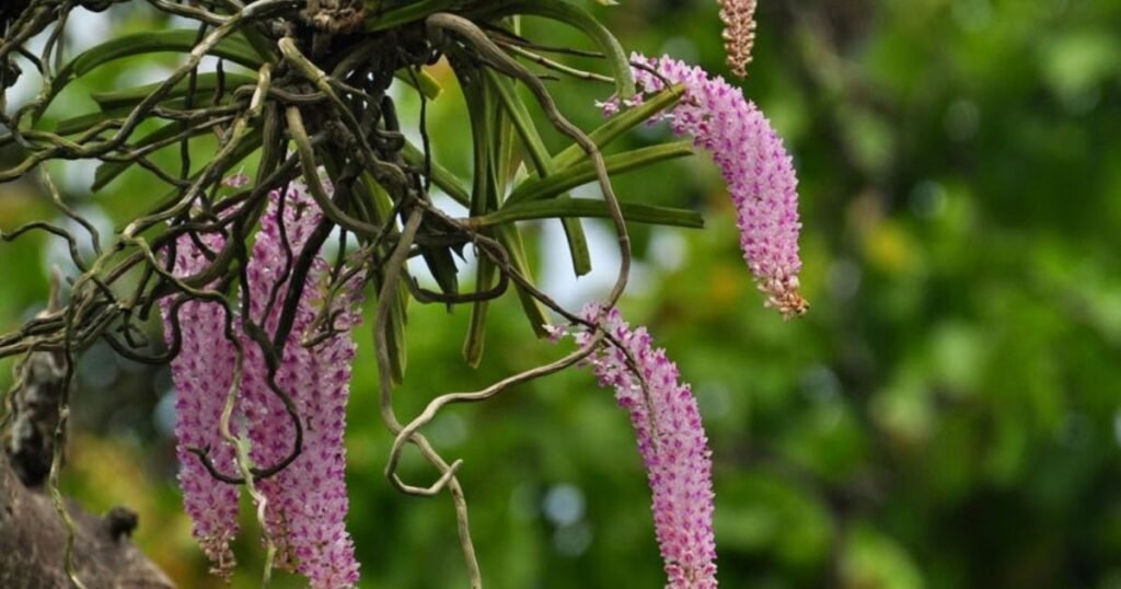 Foxtail Orchid Plant
