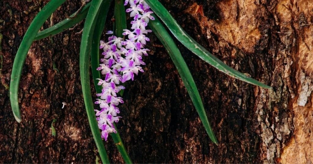 Foxtail Orchid
