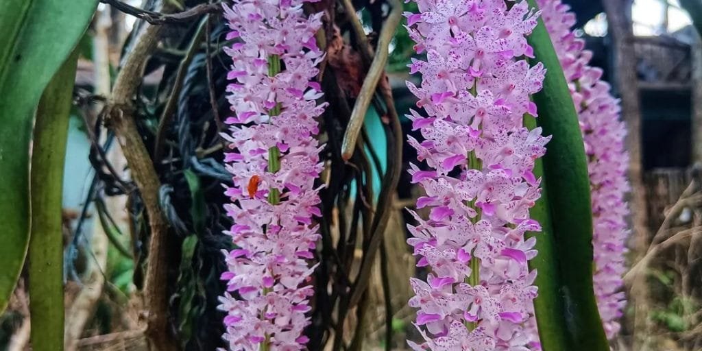 Attractive looking Rhynchostylis retusa