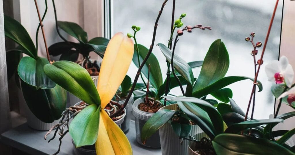 orchid plant 