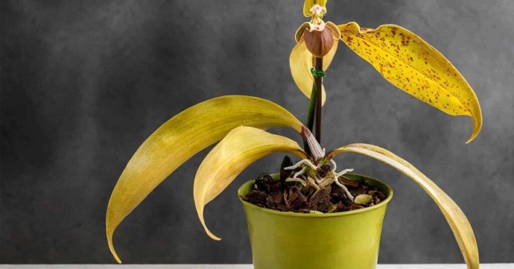 orchid plant in a pot