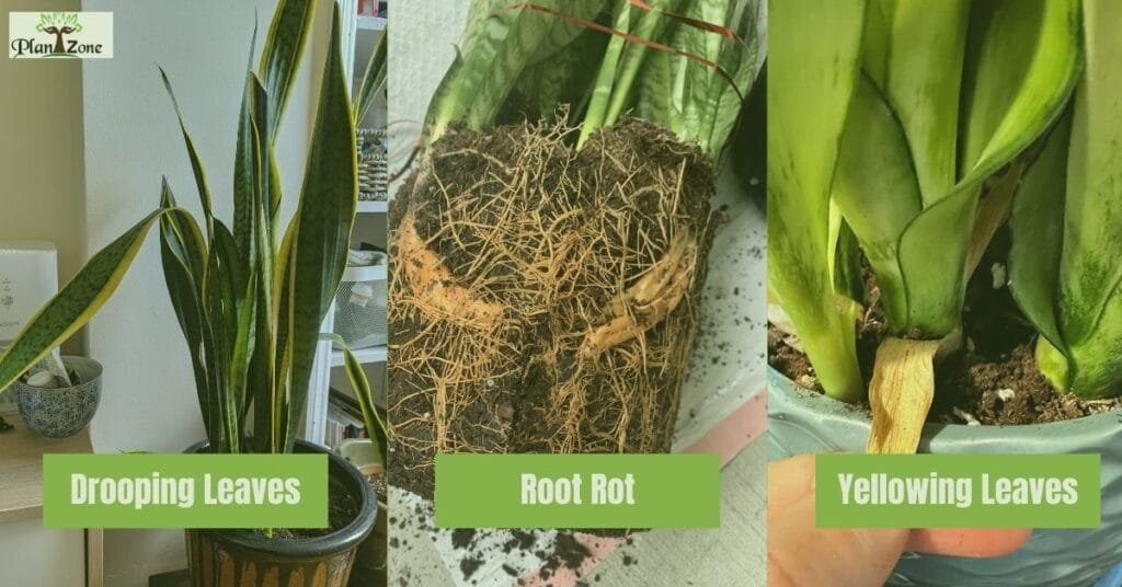10 Most Common Snake Plant Problems | Check Solutions Here