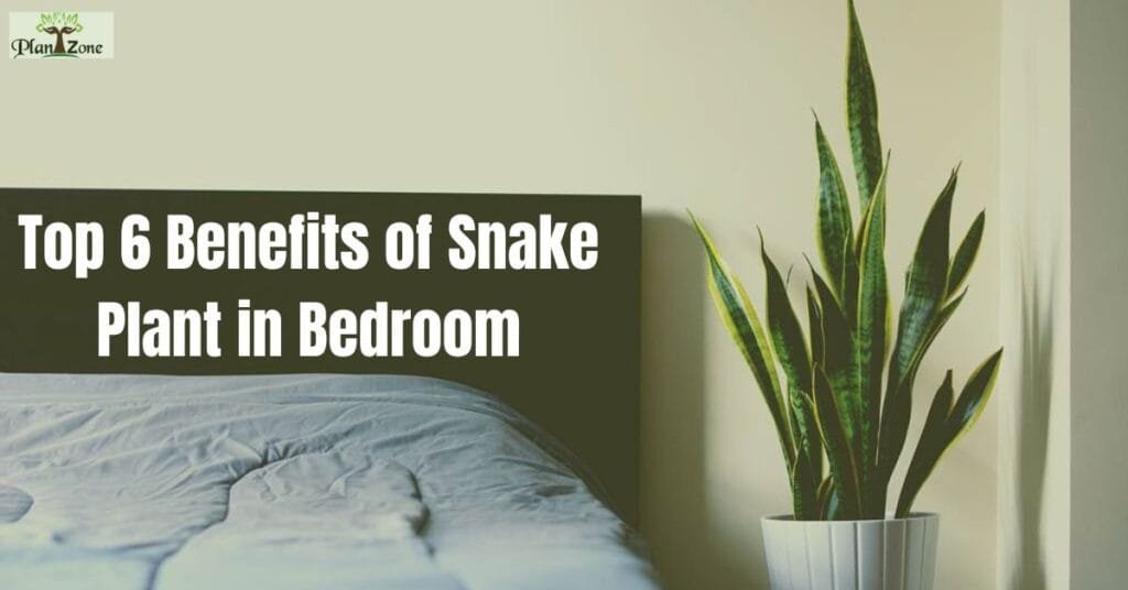 Top 6 Benefits of Snake Plant in Bedroom