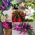 Image of Beautiful christmas cactus