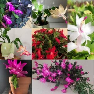 Image of Beautiful christmas cactus