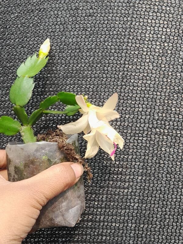 Image of peach christmas cactus